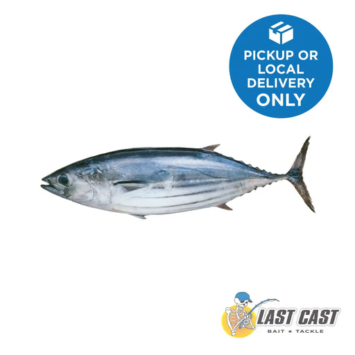 Addiction Outdoors Skipjack Bonito Tuna Whole Bait Frozen 2kg